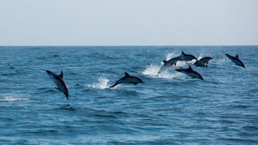 photo_joel detcheverry_dauphins