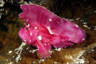 Taenianotus triacanthus adulte violet, la forme la plus appréciée des aquariophiles © Fréderic Fasquel