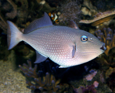 xanthichthys_auromarginatus_femelle_adulte_maao_photo_ff_.jpg