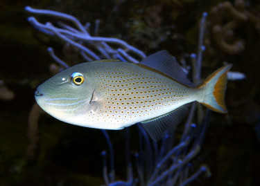 xanthichthys_ringens_maao_sept_2018_1372.jpg