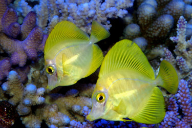 Zebrasoma flavescens juvéniles © Fréderic Fasquel