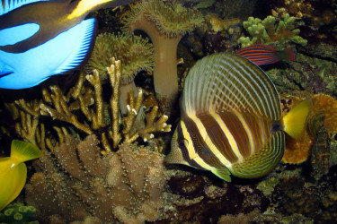 Zebrasoma veliferum © Frédéric Fasquel