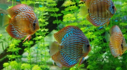 Symphysodon aequifasciatus