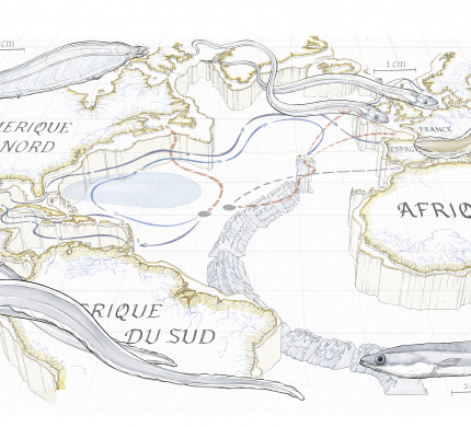 Illustration de la migration des anguilles dans l'océan Atlantique