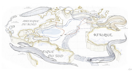 Illustration de la migration des anguilles dans l'océan Atlantique