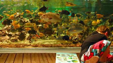 Le congrès des petits taxonomistes