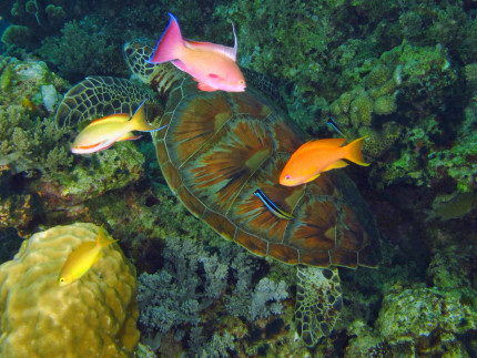 Aquarium