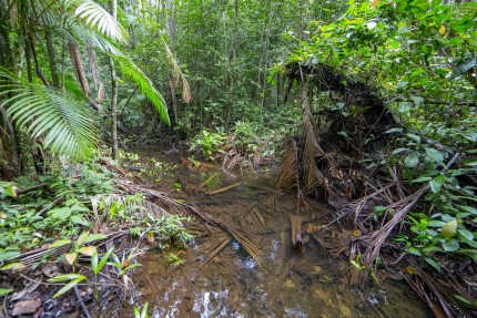 Vue d'une rivière de Guyane 